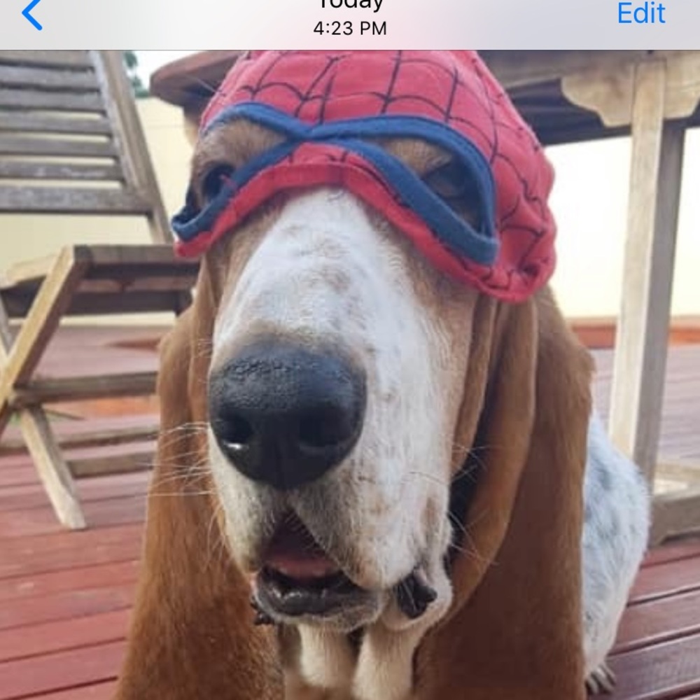 Meet your Posher, Ann